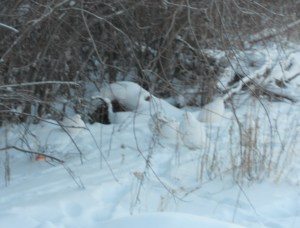 Spot the ptarmigan
