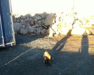 Fox, people-watching