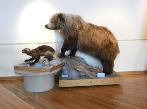 Grizzly and wolverine
