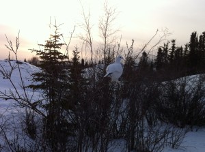 Ptarmigan in tree