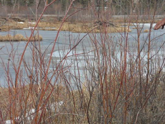 Red wllow reeds - for making fish nets