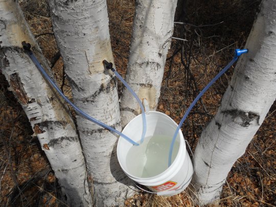 Birch sap collecting in a bucket