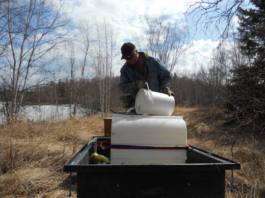 Birch syrup raw material - birch sap