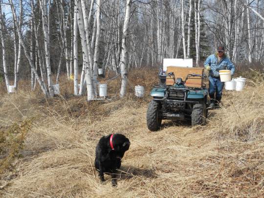 Birch sap collection