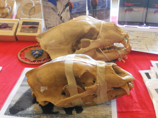 Grizzly and black bear skulls