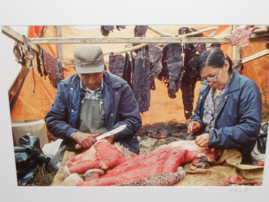 Cleaning a caribou hide