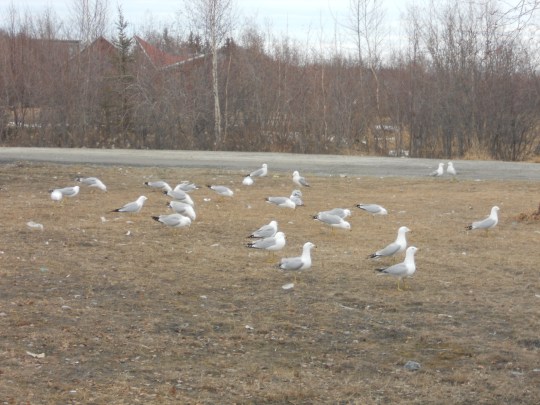 Gulls by the lake