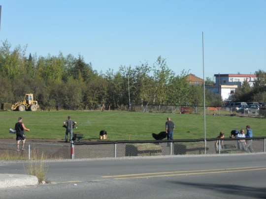 New grass for Tommy Forres ballpark